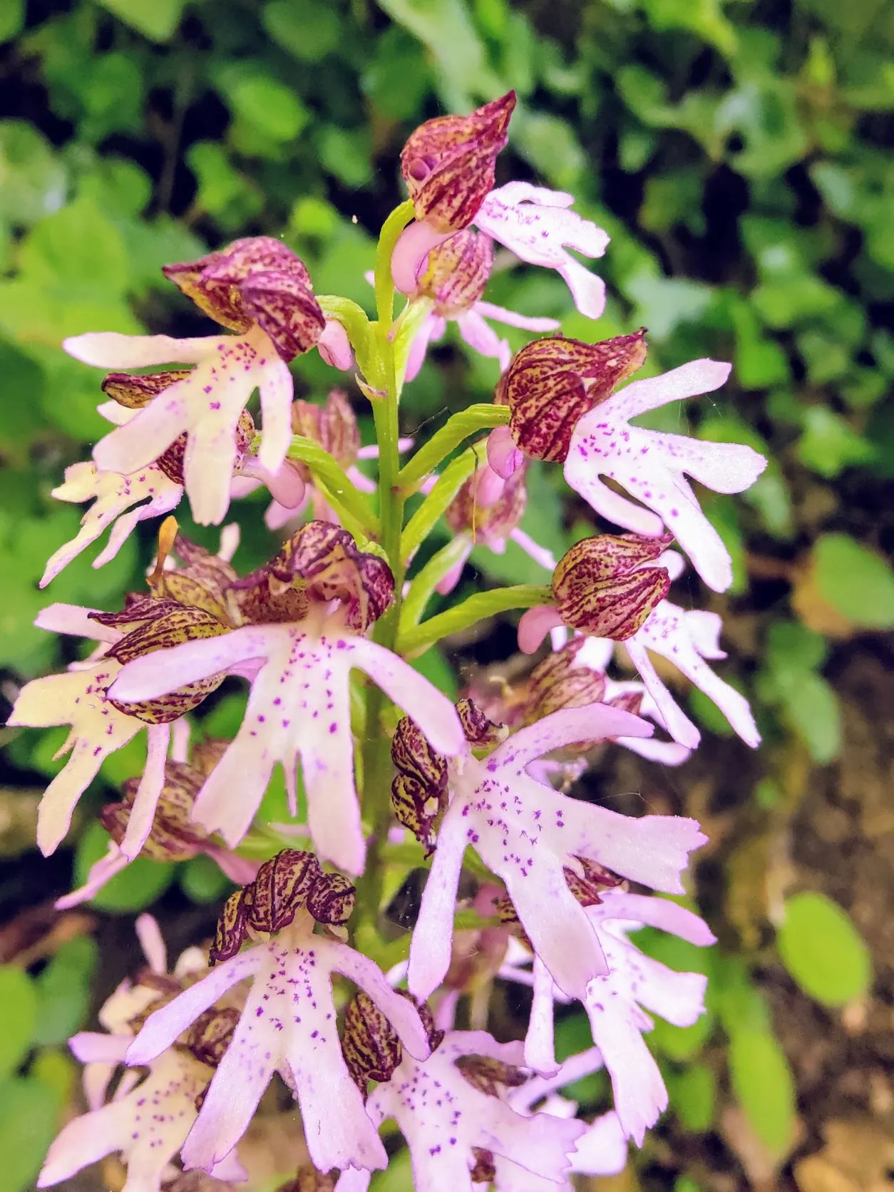 Etappe 13: Wasserbillig – Grevenmacher (GR5) - foto 3