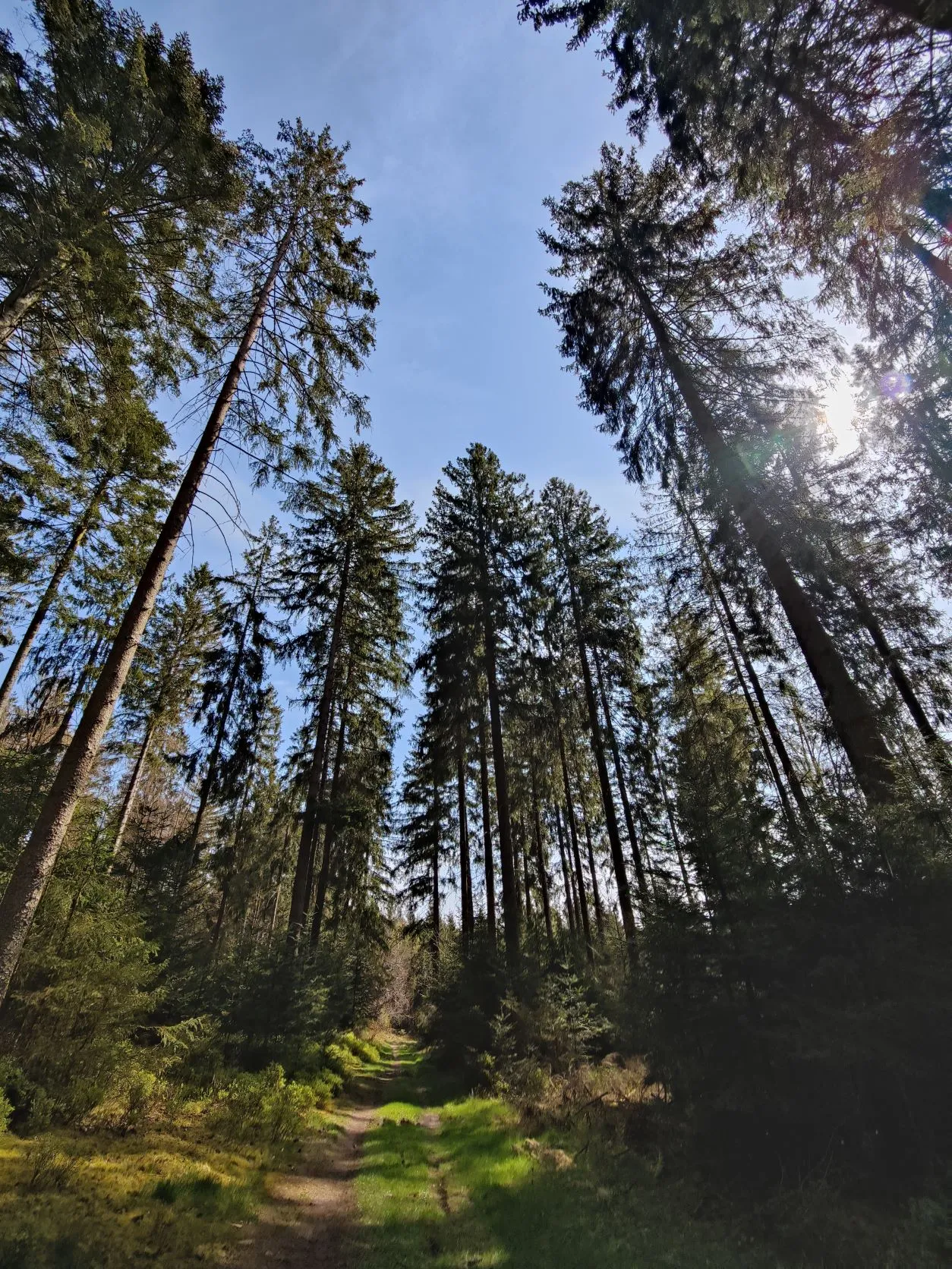 Etappe 6: Vielsalm – Grüfflingen (GR5) - foto 3