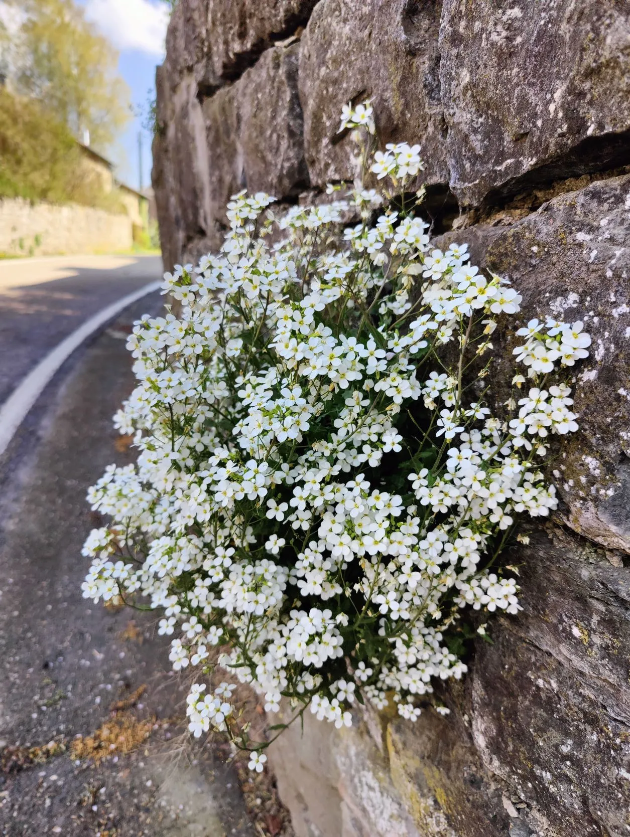 Etappe 6: Vielsalm – Grüfflingen (GR5) - foto 5